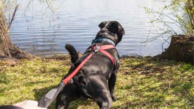 does a harness stop a dog pulling