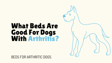 beds for arthritic dogs