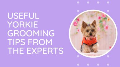 grooming a yorkie
