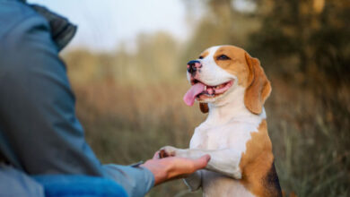 training problem dogs