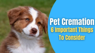 Pet Cremation Services