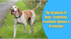 Hip Dysplasia In Dogs: Symptoms, Treatment Options & Prevention