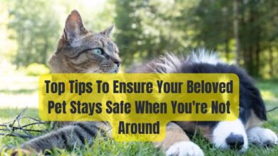 keep your pet safe