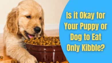 Is it Okay for Your Puppy or Dog to Eat Only Kibble?