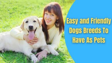 friendly smart dog breeds