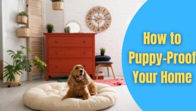 How to Puppy-Proof Your Home