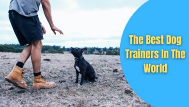 best dog trainers