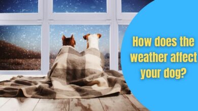 does weather affect dogs