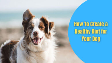 healthy diet for a dog