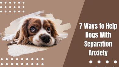 Ways to Help Dogs With Separation Anxiety