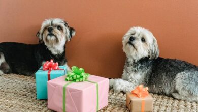 Reasons Why A Dog Gift Hamper Is An Awesome Idea