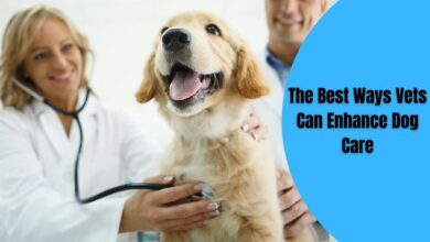 The Best Ways Vets Can Enhance Dog Care