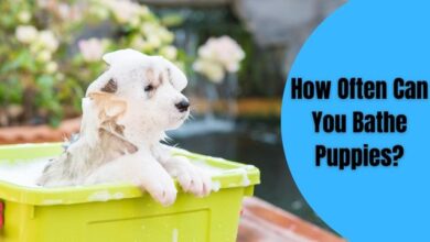 how often should you bathe your dog