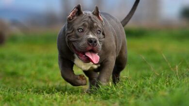 How To Raise An American Bully