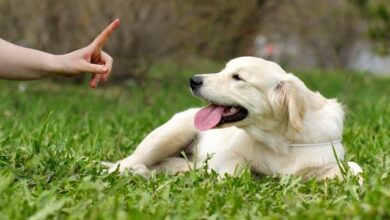 importance of training your dog