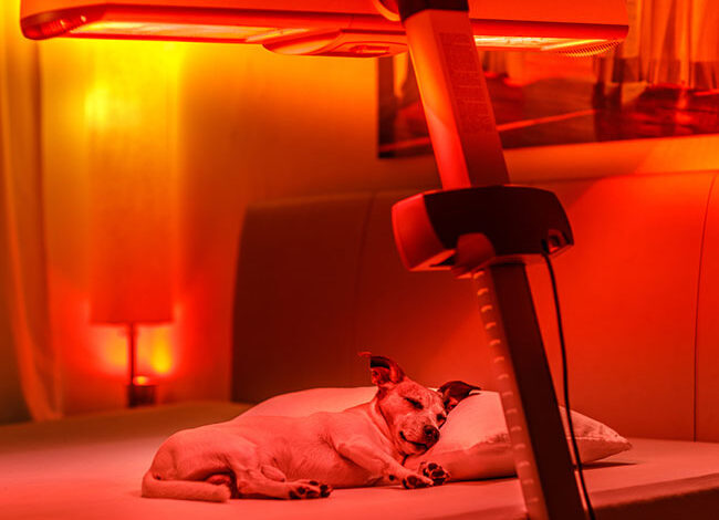 red light therapy for dogs