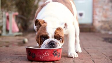 Best Dog Bowl