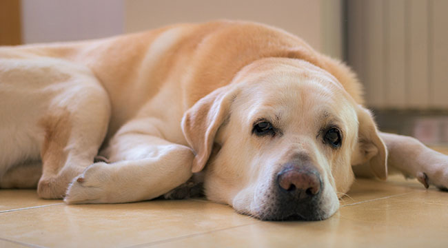 Want To Adopt A Labrador? Here Are 7 Things A Lab Owner Must Know