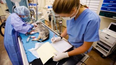 Energy Efficiency in Veterinary Practices