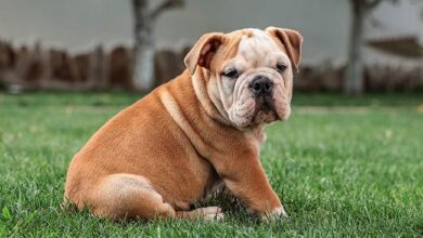 English Bulldog Puppies