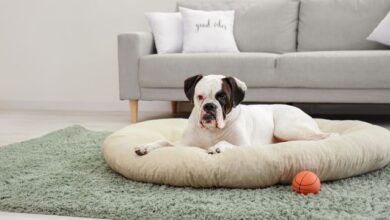 How to Keep Your Dog Bed Clean