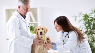 Phoenix Mobile Veterinarians