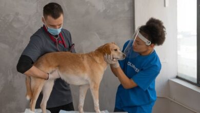 best vet schools in the us