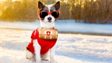 dog winter safety tips