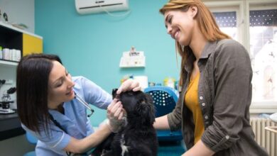 how often should you take your dog to the vet