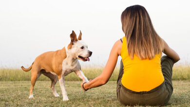 animal communicators