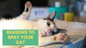 Top Reasons to Spay Your Cat