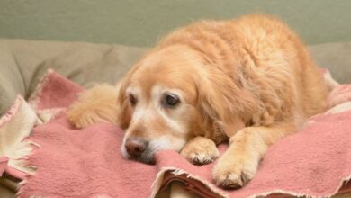 caring for an older dog