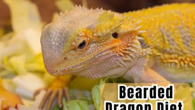 Bearded Dragon Diet