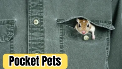 Pocket Pets