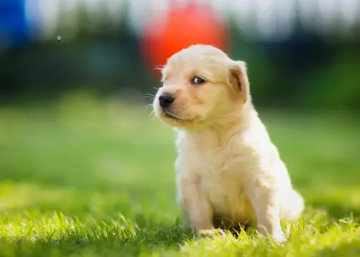 Golden Retriever Puppy Facts