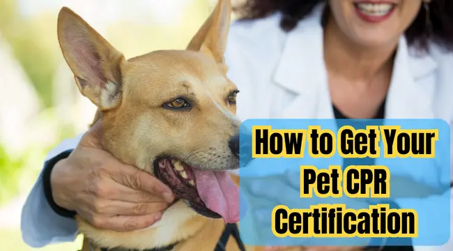 How To Get Pet CPR Certification Pet CPR And First Aid