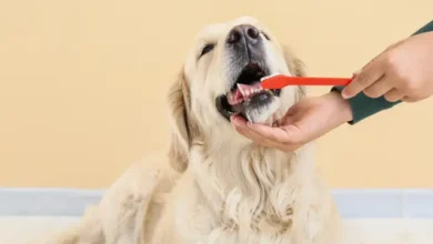 dog dental care