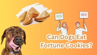 Can Dogs Eat Fortune Cookies