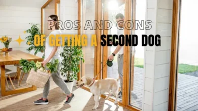 Pros and Cons of Getting a Second Dog