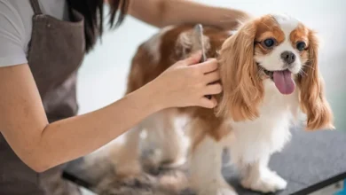 importance of dog grooming