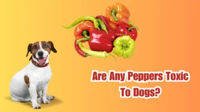 Are Any Peppers Toxic To Dogs