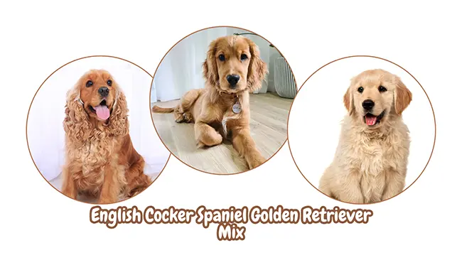 English Cocker Spaniel Golden Retriever Mix