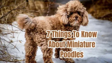 Things To Know About Miniature Poodles