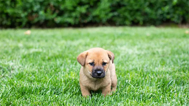 Dog Potty Grass Solutions and Alternatives