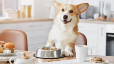 Gentle Nutritional Plan for Canine Health