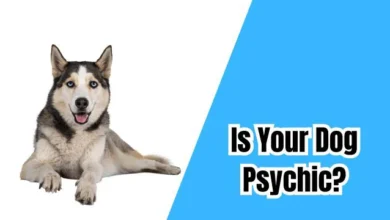 Is Your Dog Psychic?