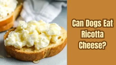 Can Dogs Eat Ricotta Cheese?