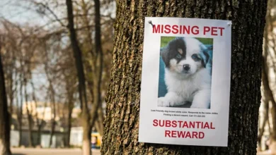 Lost Pet