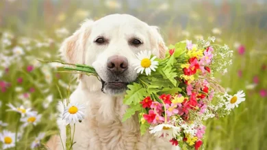 flowers and dogs