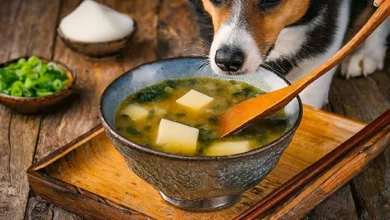 Can Dogs Eat Miso Soup